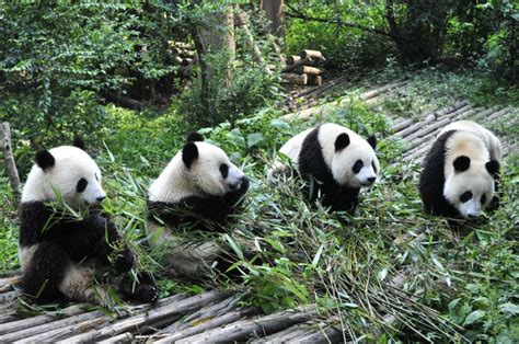 Chinas New Giant Panda National Park Is Opening Soon