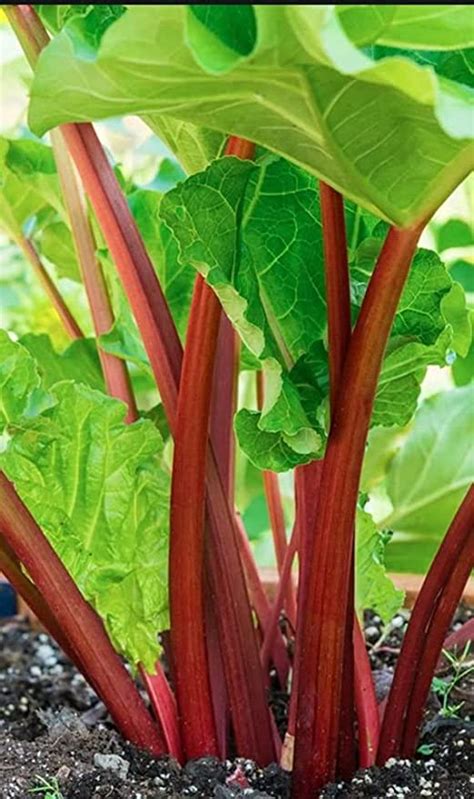 Victoria Rhubarb Crown Ready To Plant Super Healthy