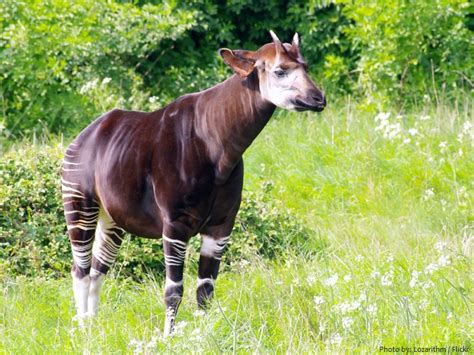 Interesting facts about okapi | Just Fun Facts