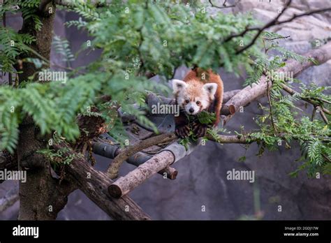 Male Red Panda Ailurus Fulgens Standing In A Tree Smithsonian