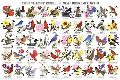 State Birds And Flowers Educational Chart Poster 36 X 24in The