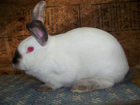Rabbits For Sale Usa Rabbit Breeders