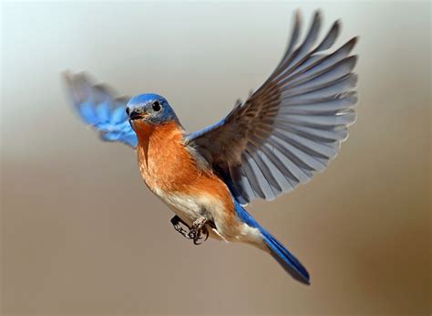 Add a triangle on one side of it. Eastern Bluebirds - Is Happiness on the Way? | Tallahassee ...