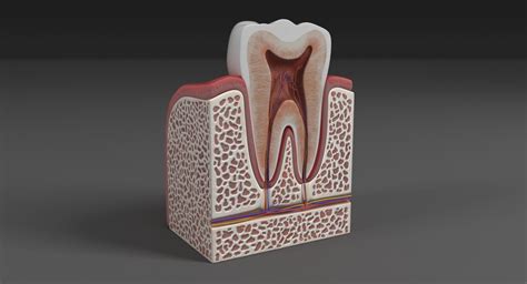 3d Tooth Anatomy Turbosquid 1265282