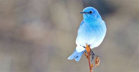 Beautiful Mountain Bluebirds Perfectly Live Up To Their Name