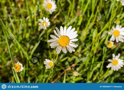 Wild Camomile Daisy Flowers Growing On Green Meadow Stock Image Image