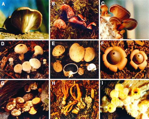 Evolution Of Gilled Mushrooms And Puffballs Inferred From Ribosomal Dna