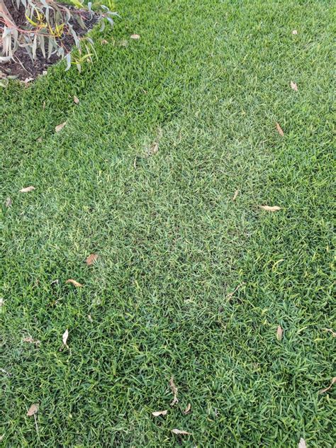 Before sir walter, buffalo grass was always slow to establish, suffered poor colour retention and gave thousands of aussie kids annoying itchy rashes. View topic - Kikuyu invading Buffalo lawn • Home Renovation & Building Forum