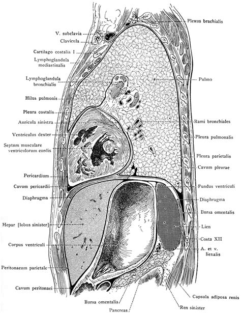 Anatomy of chest and abdomen. Side View of the Thorax and Part of the Abdomen | ClipArt ETC