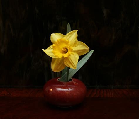 Free Images Flower Floral Red Yellow Lighting Daffodil Still