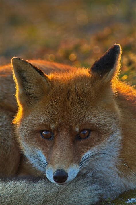 Red Fox By Giuseppe Rodante On 500px Pet Fox Red Fox Fox
