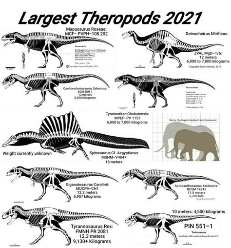 Largest Theropods 2021 By Deform2018 On Deviantart