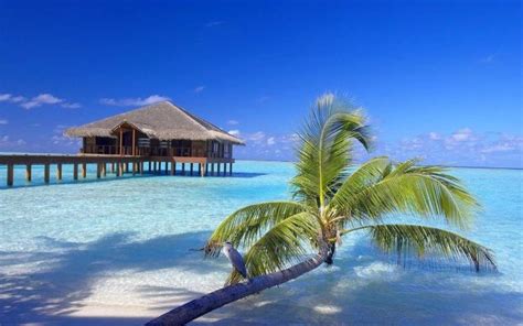 A Palm Tree On The Beach With A Hut In The Water And Blue Sky Behind It
