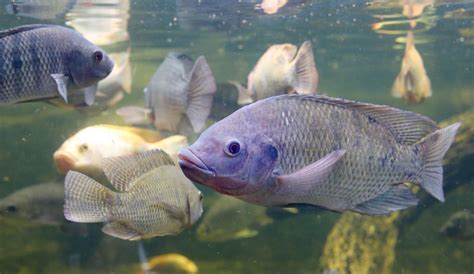 Five Main Differences Between Mozambique Tilapia And Nile Tilapia