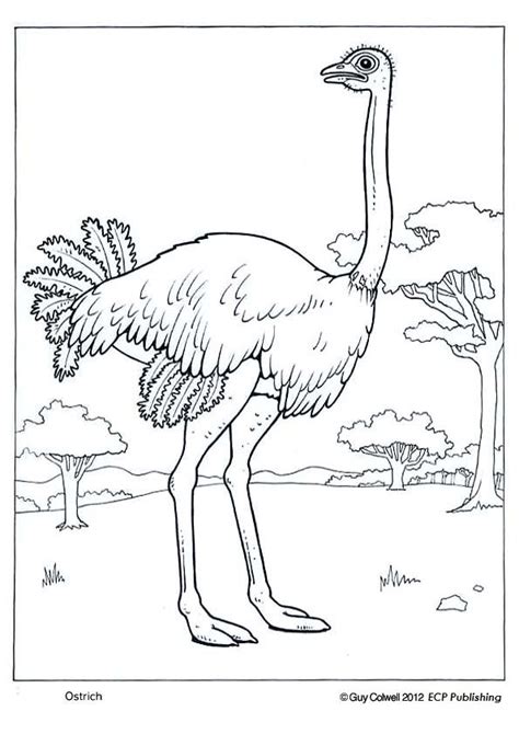 This section includes, enjoyable colouring, free printable homework, ostrich coloring pages and worksheets for every age. ostrich picture, ostrich image | Animal coloring pages ...