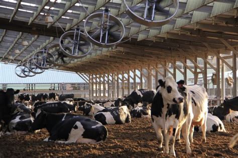 Animal Welfare Guidelines For Dairy Farmers Afimilk