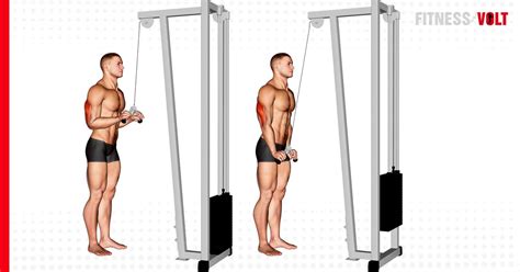 The Cable Triceps Pushdown Exercise Guide Videos Fitness Volt