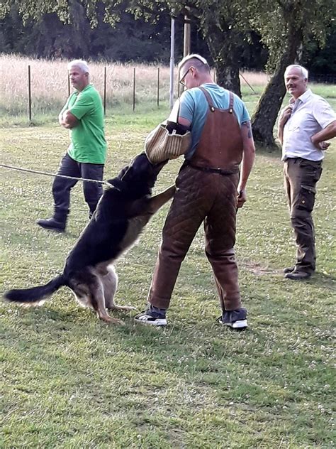 Sv wanne 11 kreispokalsieger 15/16. 20180709_201911 - Verein für Deutsche Schäferhunde e.V. OG ...