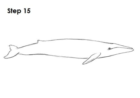 Blue whale animals drawing and coloring for kids. How to Draw a Blue Whale