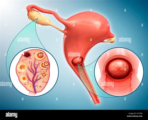 Uterus Cross Section Hi Res Stock Photography And Images Alamy