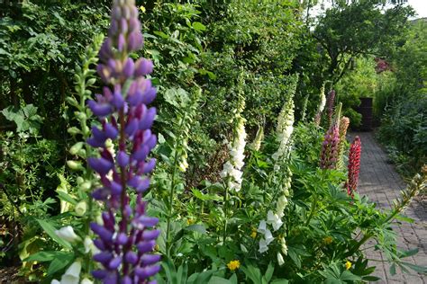 Lupin Aphids — Bbc Gardeners World Magazine