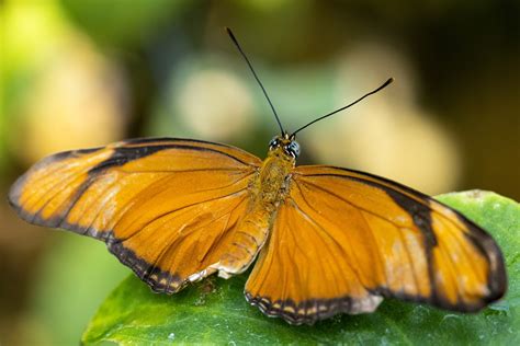 Malachite Butterfly · Tennessee Aquarium
