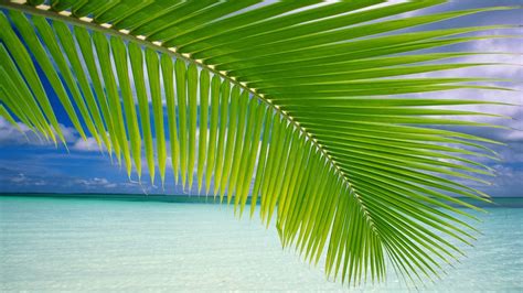 Green Palm Tree Landscape Palm Trees Beach Hd Wallpaper Wallpaper