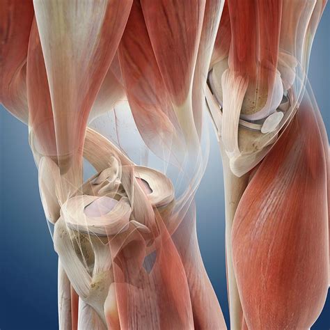 Knee Anatomy Photograph By Springer Medizinscience Photo Library