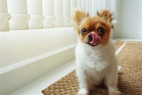 Why Do Dogs Lick Their Lips Great Pet Care
