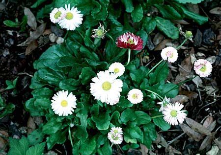 Plants for landscape and borders, pot plants, plants for grave. Gardening | North Carolina Cooperative Extension | Bellis ...