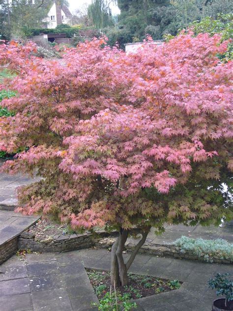 Most japanese maple varieties can withstand minimum annual temperatures as cold as minus 15 to minus 25 degrees fahrenheit, making them suitable for landscapes located in a wide range of climates. Planting A Japanese Maple Tree: Tips On Growing And Caring ...