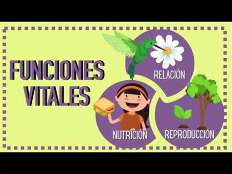 Funciones Vitales De Los Seres Vivos Nutrici N Relaci N Y Reproducci N Youtube