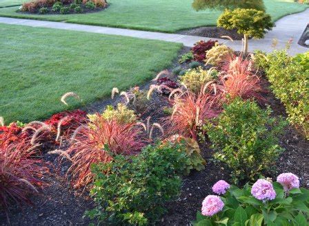 Soft, mounding grasses such as fountaingrass balance plants that have a bolder texture, for example. 'Fireworks' Fountain Grass - Mike's Backyard Nursery