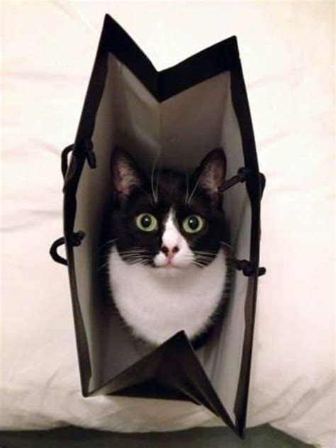 Tuxedo Cats A Rock Cat With Suit