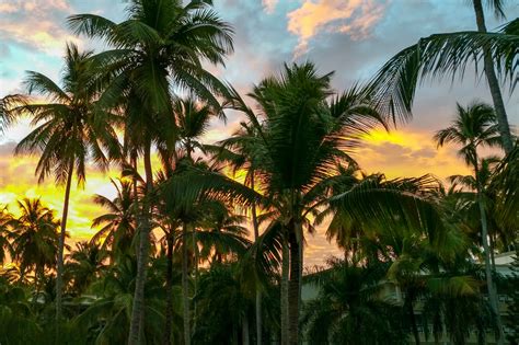 Palm Trees At Sunrise Free Stock Photo Public Domain Pictures