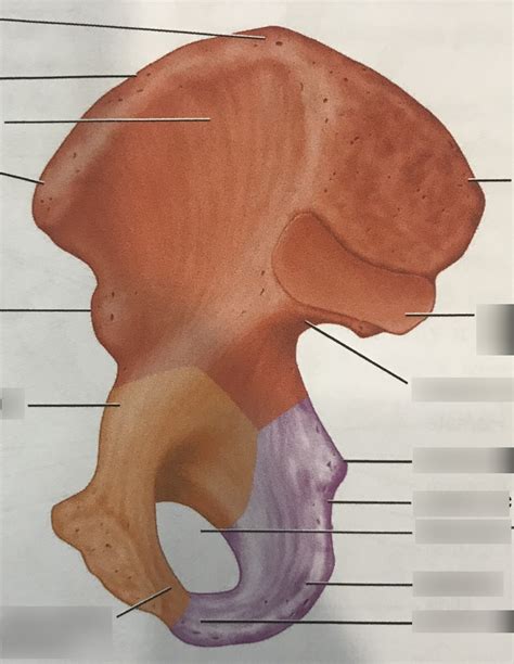 Hemipelvis Right Coxal Bone Medial View Part 2 Diagram Quizlet