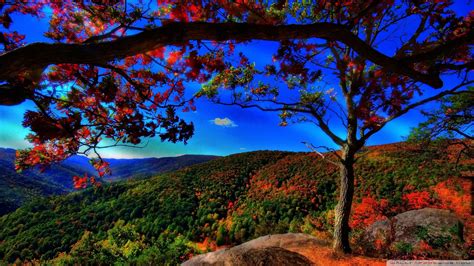 Download Autumn Forest Landscape Wallpaper 1920x1080 Wallpoper 443702