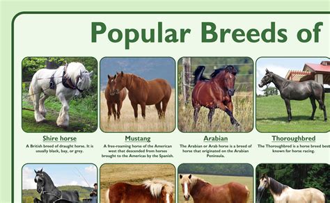 Popular Breeds Of Horses Poster Tiger Moon