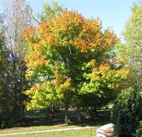 Elm leaves turn various shades of yellow with some turning brown before. Black Maple - Acer saccharum var. nigrum | The Arboretum