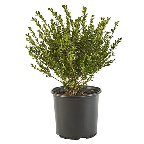 Cone shaped compacta holly shrub 1 gal. Compacta Holly (Ilex) Shrub 2.25 Gallon - Plants Direct To You