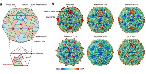 They belong to the family picornaviridae (see picornavirus). Picornavirus structure. a. Schematic representation of a ...