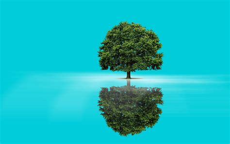 1920x1200 Resolution Tree Reflection Background 1200p Wallpaper