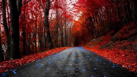 Image Forests Maple Leaves Forest Autumn Road Red Blue Wallpaper 4k