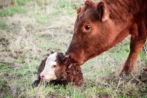 Newborn Calf And Mama Smithsonian Photo Contest Smithsonian Magazine
