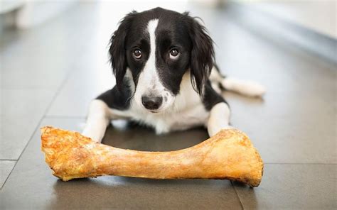 Give The Dog A Bone Vets Warn Pet Owners Not To Do It