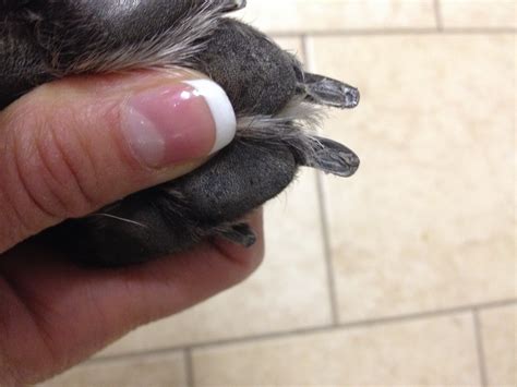 Nail cutting is essential because long nails resting on the floor can affect the dog's posture and movement. How to Clip Your Pet's Nails - Dogs and Cats