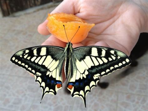 Les Papillons Les Plus Courants Au Jardin