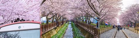 5 Best Cherry Blossom Festivals In Korea Koreatraveleasy
