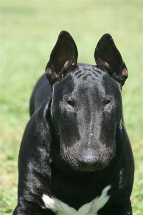 All Black Bts — Strictly Bull Terriers