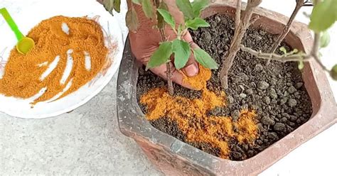 Produk sabun muka ini dikemas dalam bentuk serbuk tanpa pewarna dan pewangi buatan. 4 Kegunaan Hebat Serbuk Kunyit Di Laman, Untuk Cegah ...